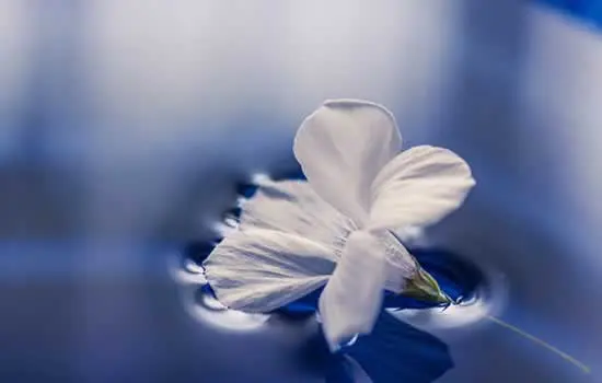 Composizione di fiori per cimitero