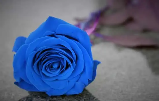 Rosa per cimitero